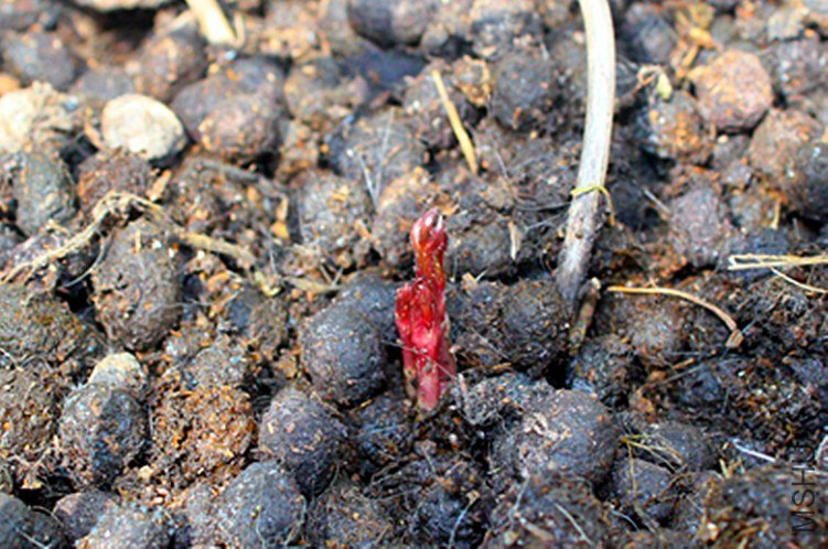 ��ɳŮ������ѿ