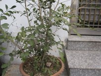 IMG_3797.jpg