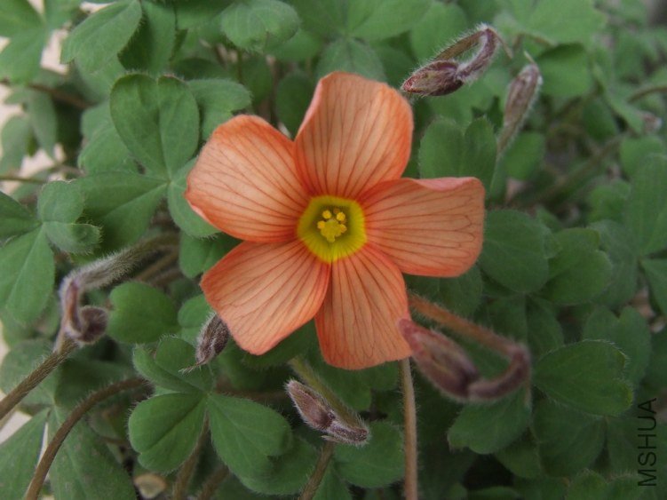DSCF4867.jpg