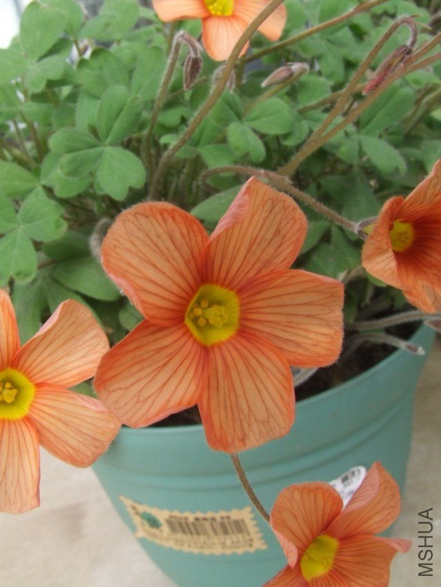 DSCF4870.jpg