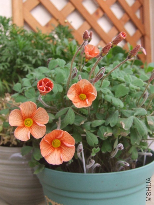 DSCF4844.jpg