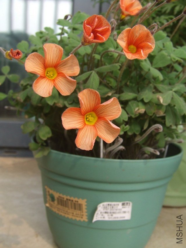 DSCF4847.jpg