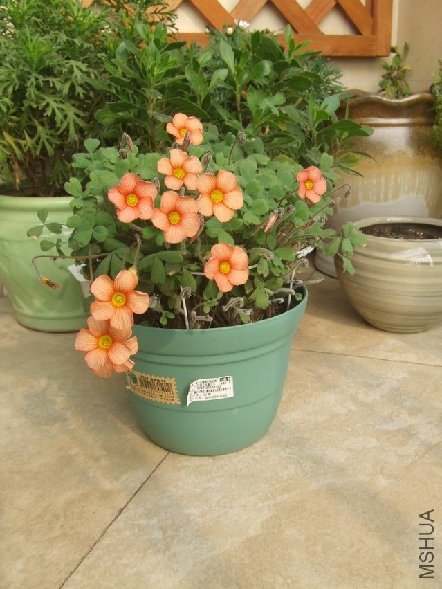 DSCF4951.jpg