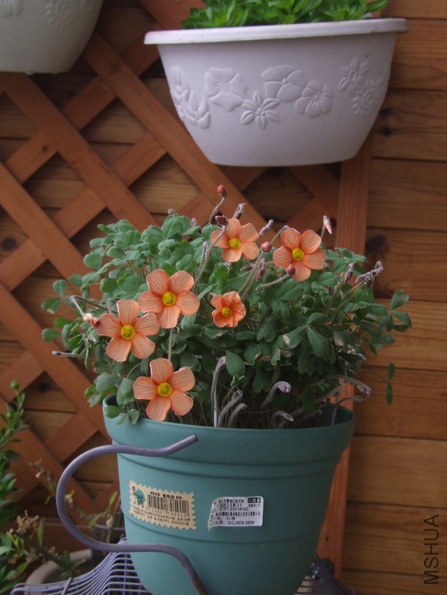 DSCF4902.jpg