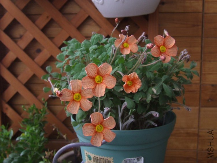 DSCF4904.jpg
