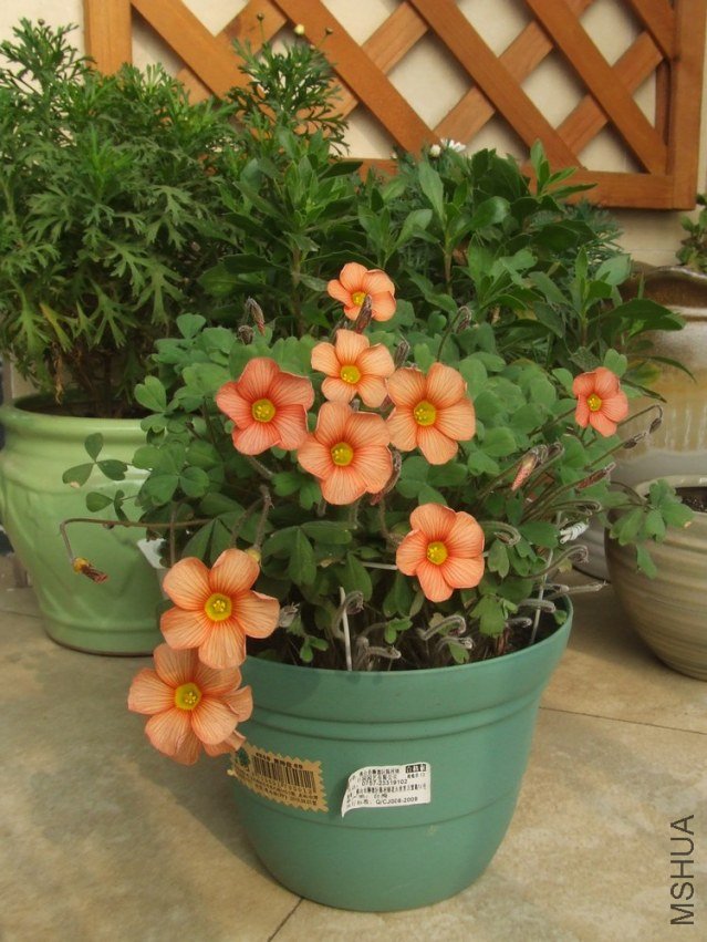 DSCF4929.jpg