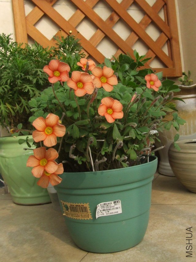 DSCF4931.jpg