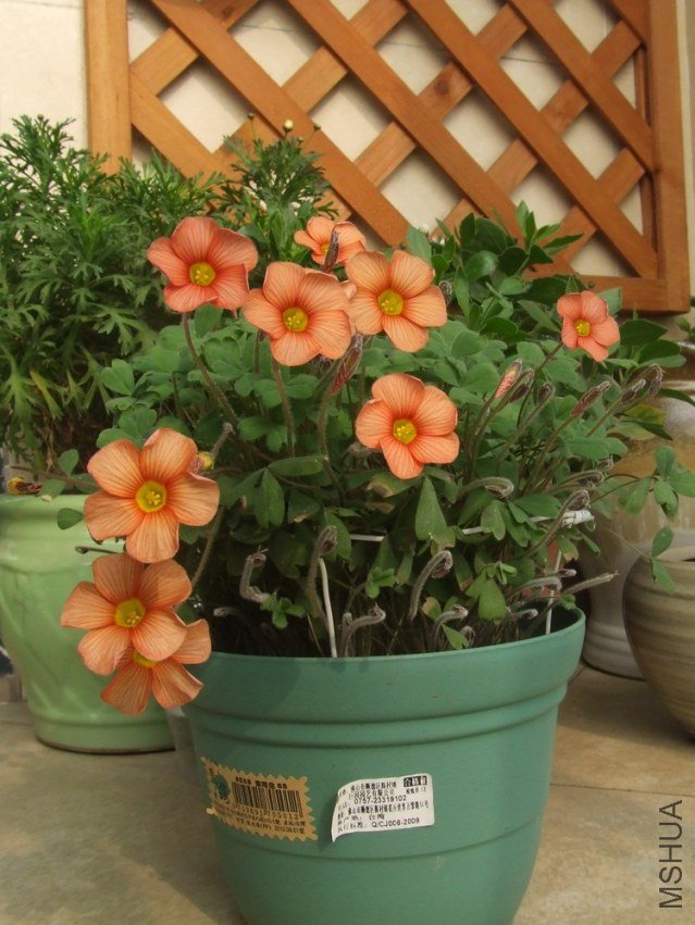 DSCF4932.jpg