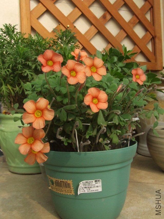 DSCF4933.jpg