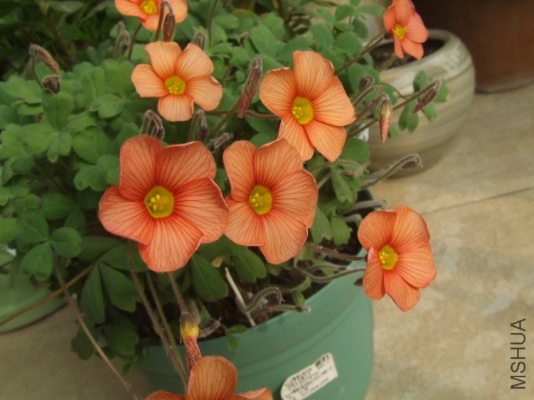 DSCF4946.jpg