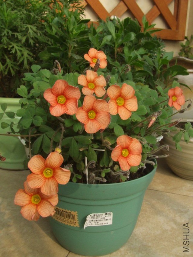 DSCF4947.jpg
