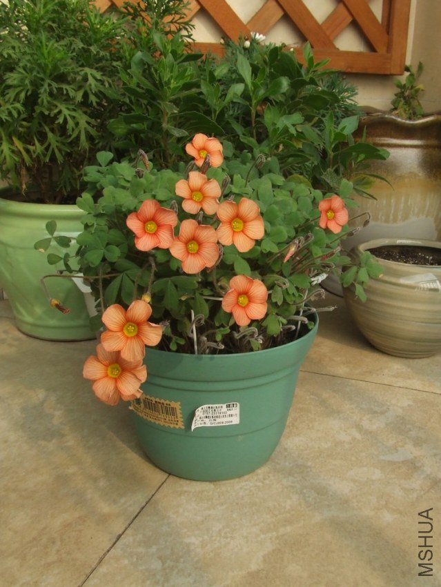DSCF4949.jpg