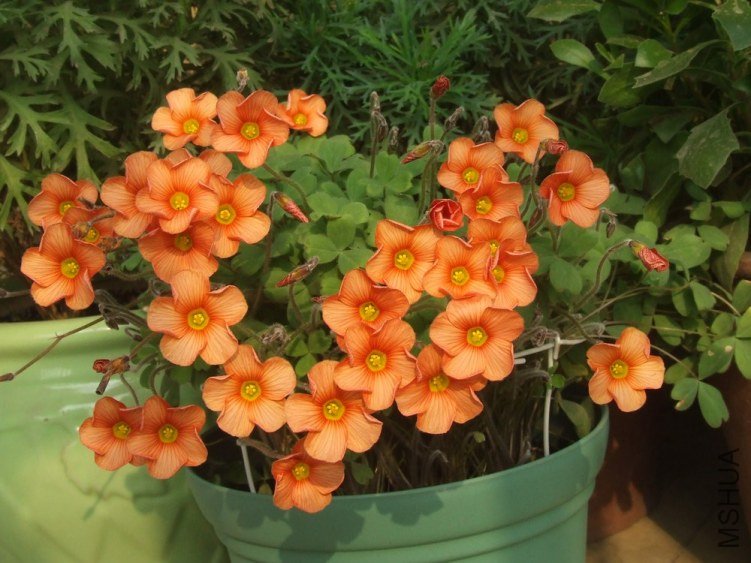 DSCF4976.jpg