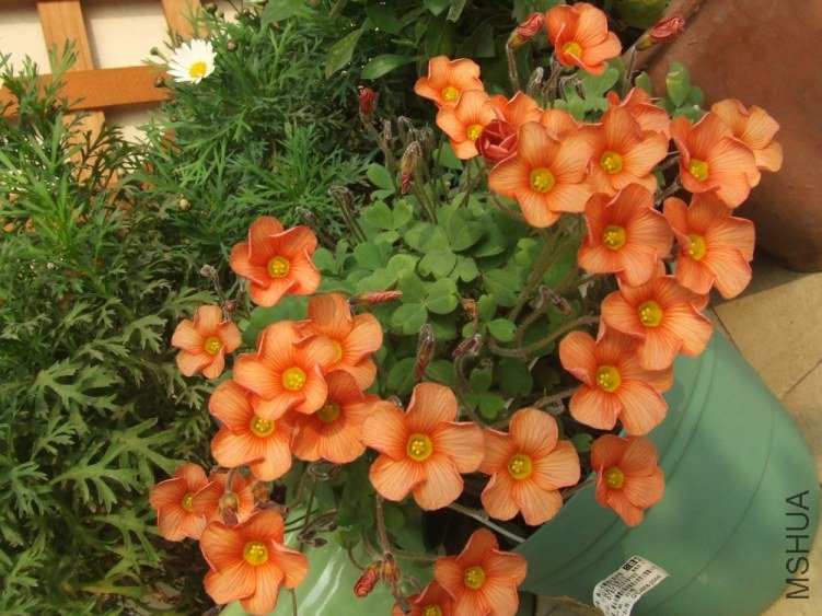 DSCF4958.jpg