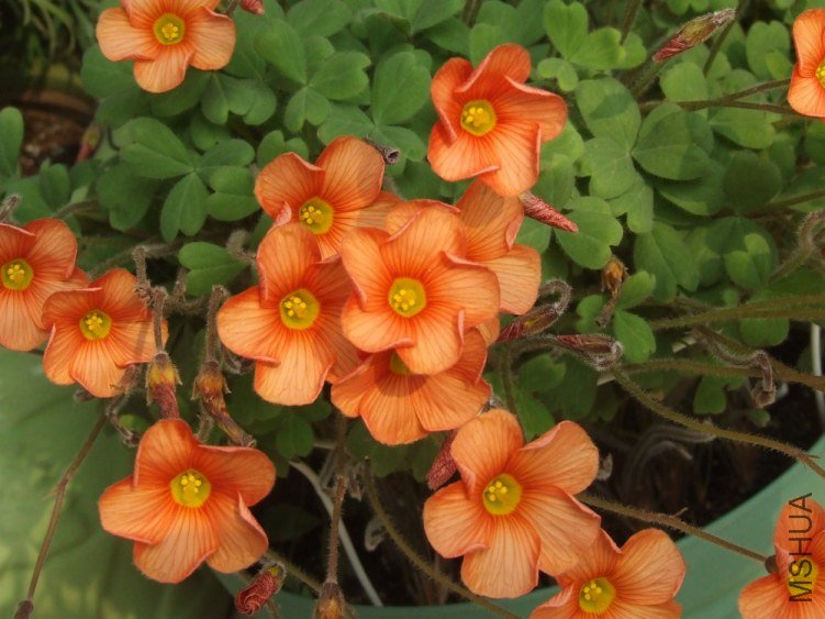 DSCF4959.jpg