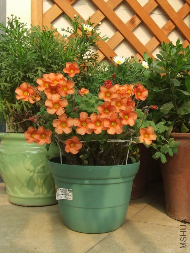 DSCF4960.jpg