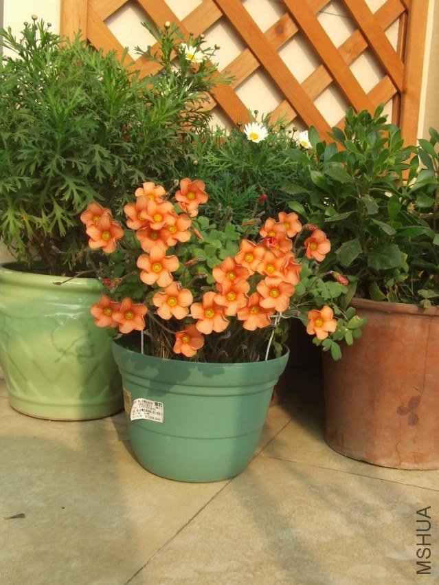 DSCF4971.jpg