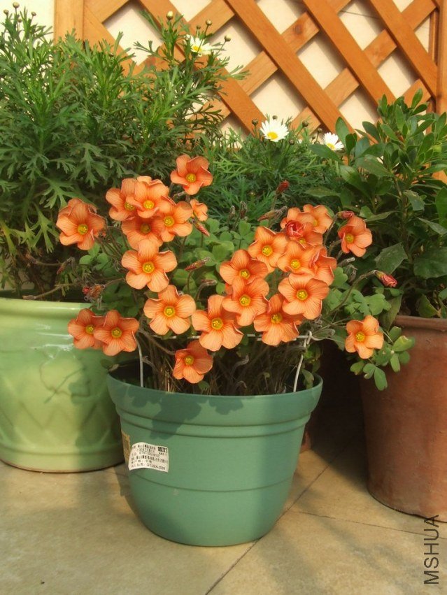 DSCF4973.jpg