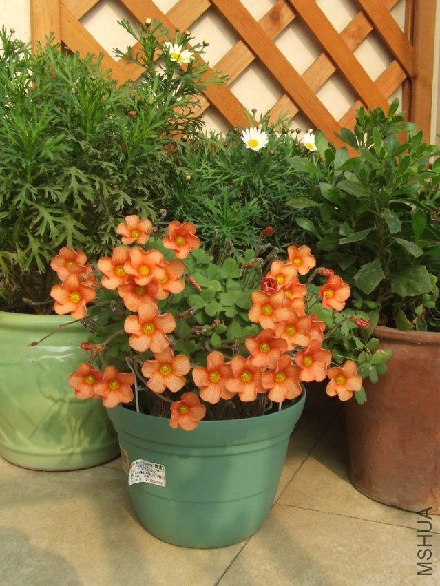 DSCF4956.jpg