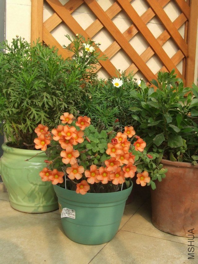 DSCF4953.jpg