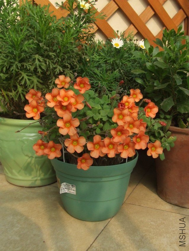 DSCF4954.jpg