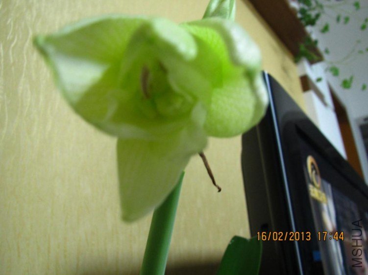 IMG_1196.JPG