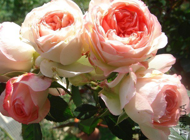 ����������White Peach Ovation��.jpg