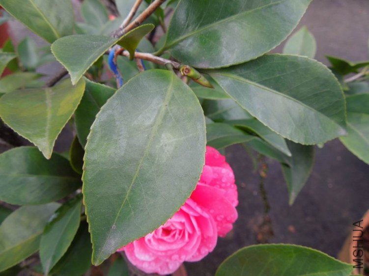 ������С DSCN4703.jpg