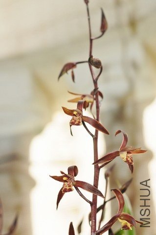 DSC_7928 (531x800) (319x480).jpg