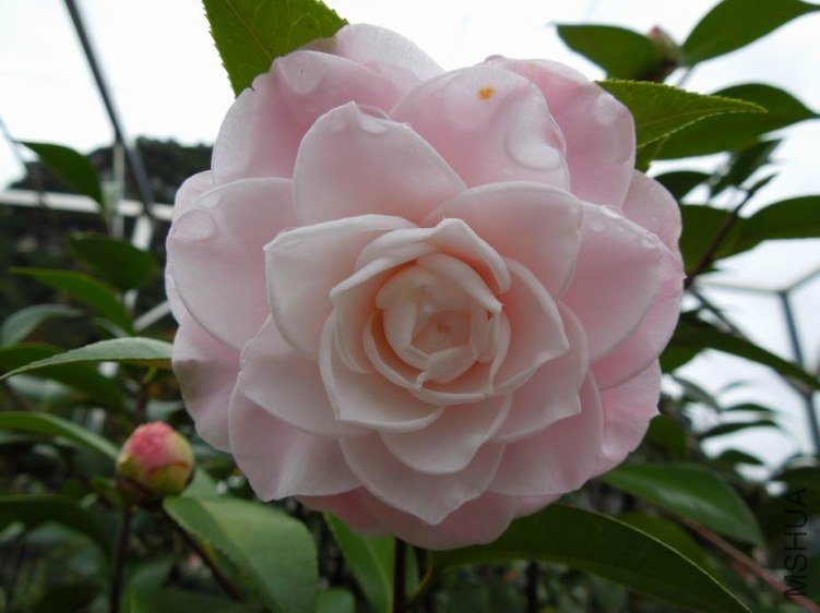 ������С DSCN4668.jpg