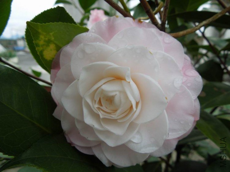 ������С DSCN4671.jpg