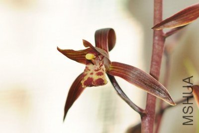 DSC_7919 (400x267).jpg