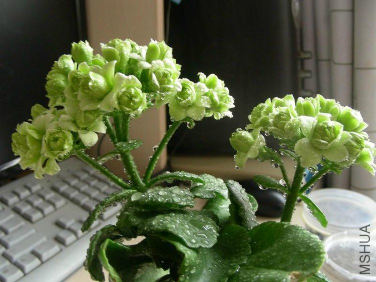 psb_meitu_21.jpg