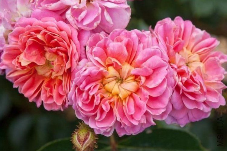 ���أ�TREASURE TRAIL��.jpg