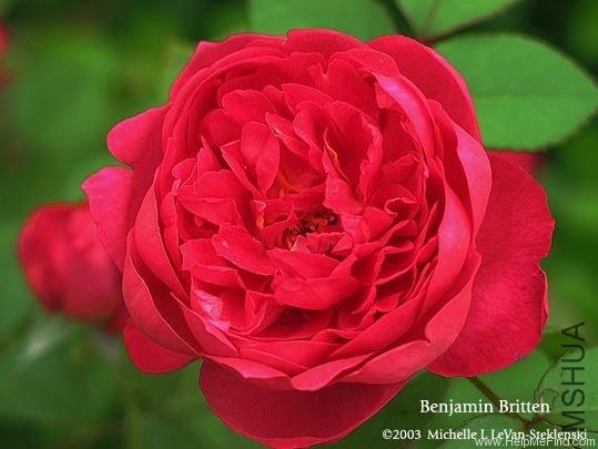 ����������٣�Benjamin Britten��.jpg