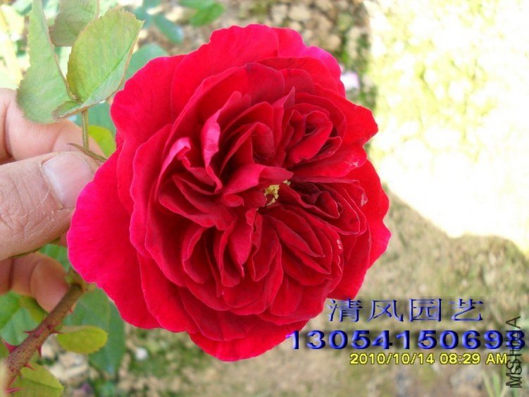 ����˹����(L D Braithwaite)~2 of ������8.jpg