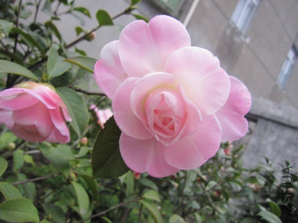 IMG_9865.jpg