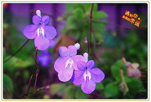 ��Ƭ 038_����.jpg