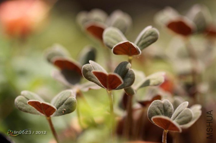 Oxalis obtusa \\'Firebird\\' ���B.JPG