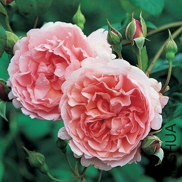 ��ݮɽ��Strawberry Hill ��.jpg