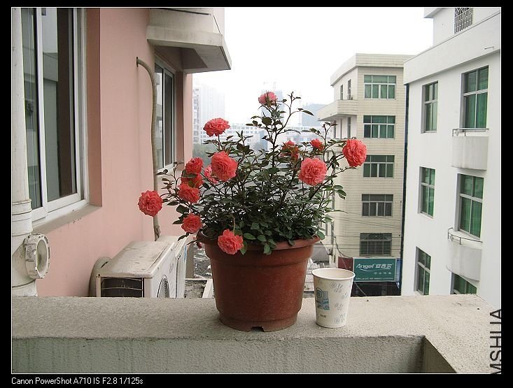 ��ȹ��Ů of goodshark .jpg