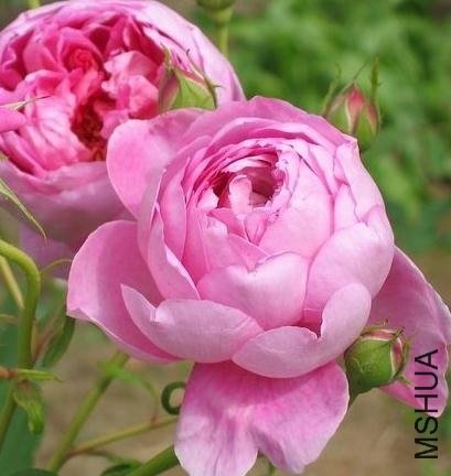 ������ƶ�������~1 of ������8.jpg