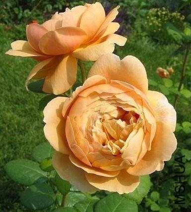 ���˹����ģ�Charles Darwin��1 of Rosarian.jpg