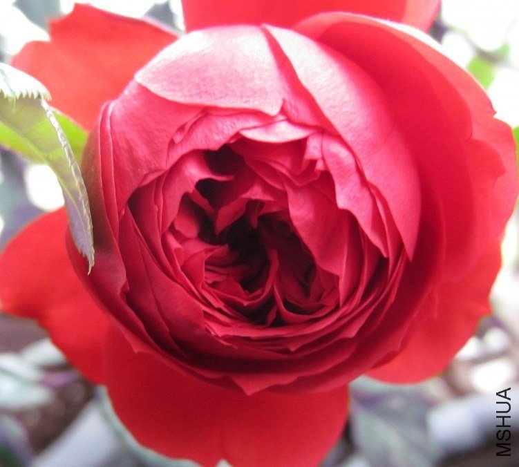 �軨Ů1 of ���� .jpg