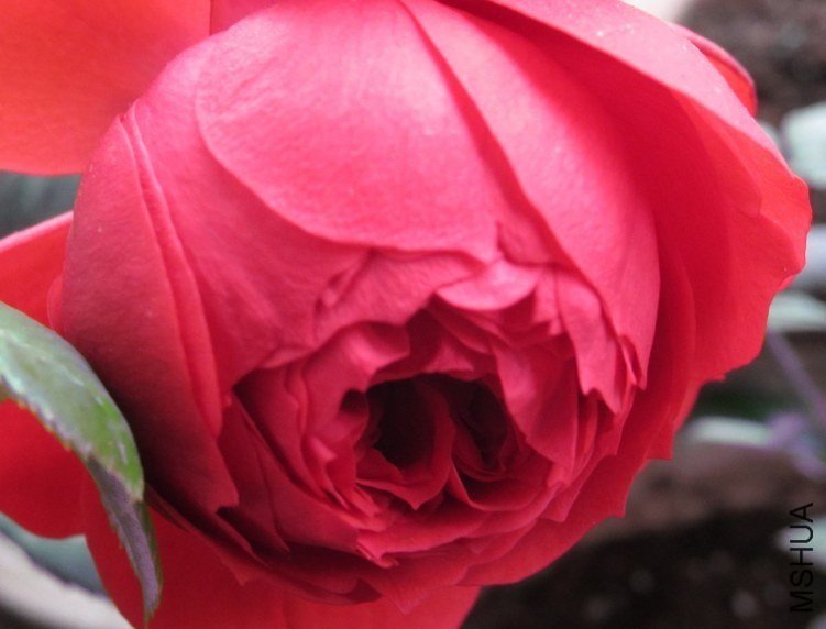 �軨Ů2 of ���� .jpg