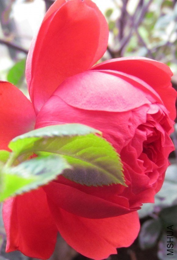 �軨Ů3 of ���� .jpg