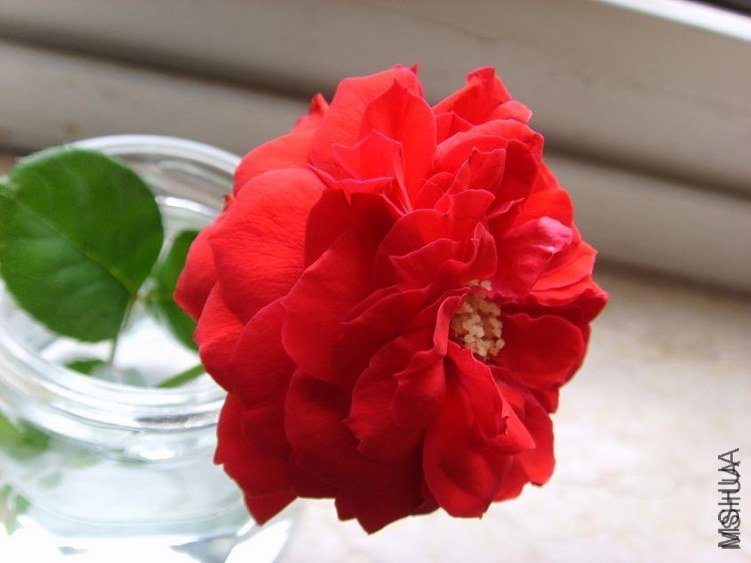 �軨Ů5 of feilanduo  .jpg