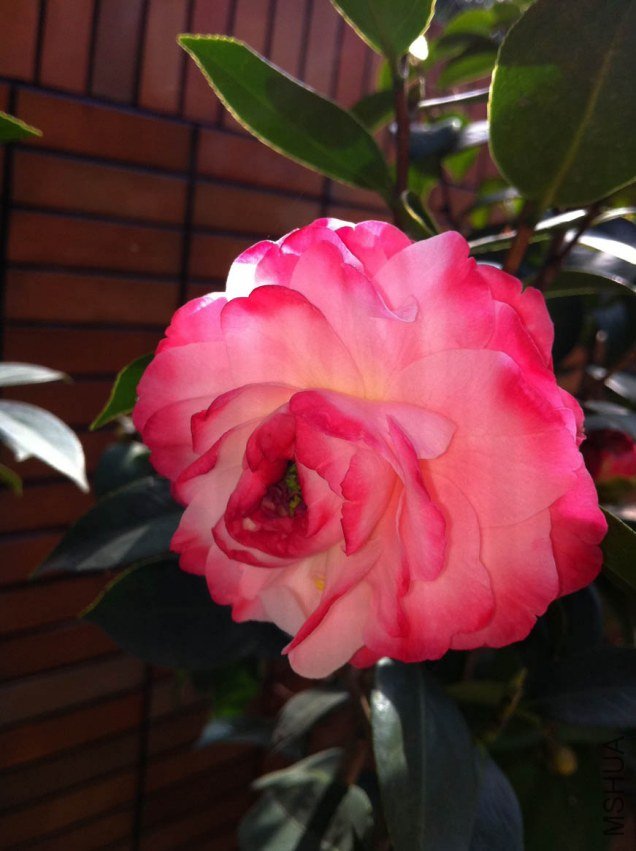 ��Ƭ 058.jpg