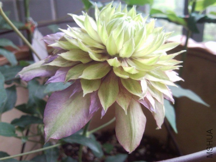 130219_085535.JPG