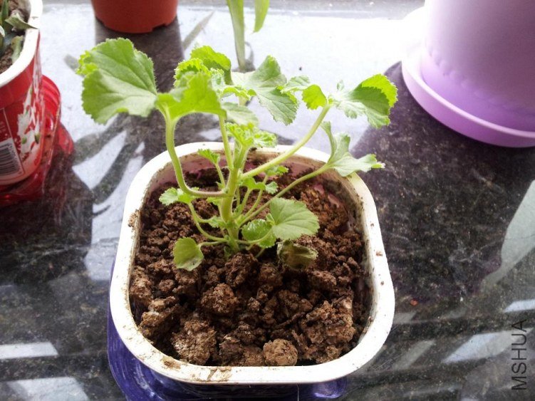 1�ô�����